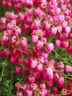 Dabécie kantabrijská - Daboecia cantabrica 'VALEYS RED´(kont. 9x9cm)