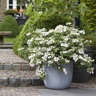 Hortenzie latnatá - Hydrangea paniculata 'WHITE SNAW´ (kont. 9x9cm)