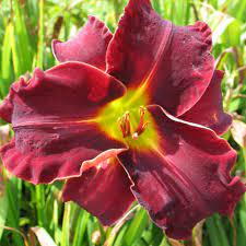 Denivka - Hemerocallis ´ED MURRAY´(kont. 1 litr)