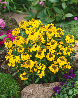 Trýzel - Erysimum hybridum 'YELOW BIRD´(kont. 9x9 cm)