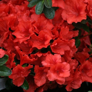 Azalka japonská - Azalea japonica ' SANTA MARIA ' (kont.2litry)
