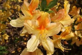 Azalka velkokvětá, opadavá žlutá - Azalea ´GOLDEN FLARE´ (kont.2 litry)