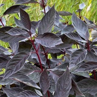 Svída bílá (keř) - Cornus alba 'NIGHTFALL' (kont. 5 litrů)