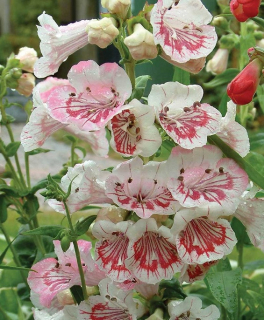 Dračík - Penstemon ´ICE CREAM´(kont. 9x9 cm) 