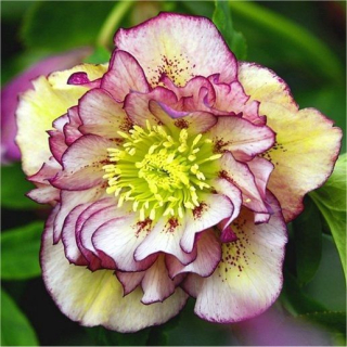 Čemeřice východní - Helleborus or. ´DOUBLE ELLEN PICOTEE´(kont. 1,5 litrů)