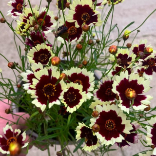 Krásnoočko přeslenité - Coreopsis verticillata 'CHORASAN BURGUNDY AND WHITE´(kont. 9x9 cm)