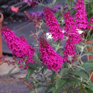 Motýlí keř (nízký kultivar) - Budleya davidií ´SUMMER BIRD RAPSBERRY´(kont. 1,5 litrů)