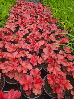 Dlužicha - Heuchera ´FOREVER RED´(kont. 1 litr)
