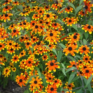 Třapatka trojlaločná - Rudbeckia triloba ´PRAIRIE GLOW´(kont. 9x9cm)