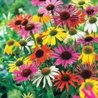 Třapatka - Echinacea ´POLLY NATION MIX´(kont. 9x9 cm)