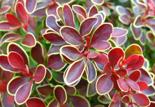 Dřišťál Thunbergův - Berberis th. ´GOLDEN RING' (kont. 9x9 cm) 