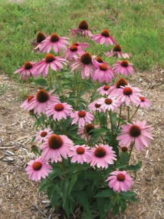 Třapatka náchová - Echinacea pur. Prairie Splendor ´DARK ROSE´ (kont. 9x9 cm)