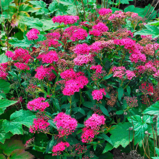 Tavolník červený květ - Spiraea bumalda 'RED' ( kont. 9x9 cm)