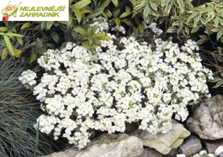 Tařička bílá - Arabis caucasica 'AXCENT WHITE' (kont. 9x9 cm)