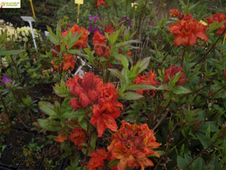 Azalka opadá oranžová - Azalea 'GIBRALTAR'  (kont. 2 litry)