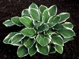 Bohyška  ´CAROL´- Hosta (kont.9x9cm)