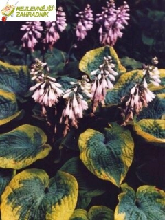Bohyška  - Hosta ' FRANCESS WILLIAMS´(kont. 9x9 cm)