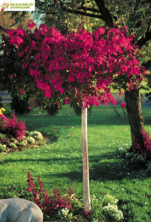 Brslen - Euonymus alatus ´COMPACTUS´ (km. 70cm,kont. 5 litrů)