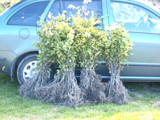 Carpinus betulus - Habr obecný (60-90cm, kont. 2 litry)