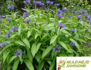 Chrpa velkokvětá - Centaurea montana ´GRANDIFLORA´ (kont. 1 litrr)