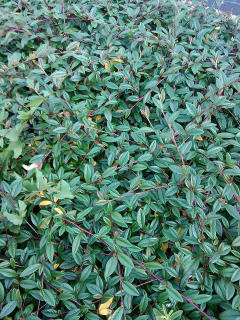 Skalník vrbolistý - Cotoneaster sal.  'PARKTEPPICH' (9x9 cm) 