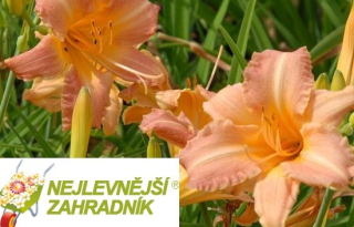 Denivka - Hemerocallis 'CHILDRENS FESTIVAL' (kont. 1,5 litrů) 