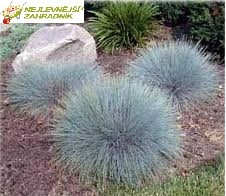 Kostřava - Festuca glauca ´FESTINA´ (kont. 9x9cm)