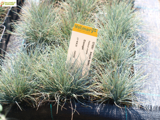 Kostřava  AKCE - Festuca glauca 'EISVOGEL´(kont 1,5 litrů)