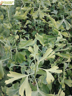 Jinan dvoulaločný - Ginkgo biloba (kont. 2 litry) 