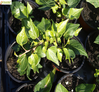 Hedera colchica - břečťan (kont. 9x9 cm)