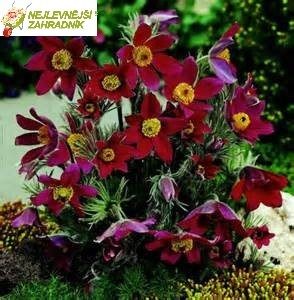 Koniklec německý - Pulsatilla  vulgaris 'BELLS RED' (kont. 9x9 cm)