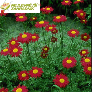 Kopretina červená - Chrysanthemum coccineum ´ROBINSON RED´(kont. 9x9 cm)