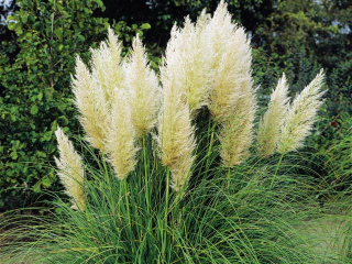 Kortaderie dvoudomá (Pampová tráva) - Cortaderia selloana (kont. 1,5 litrů)