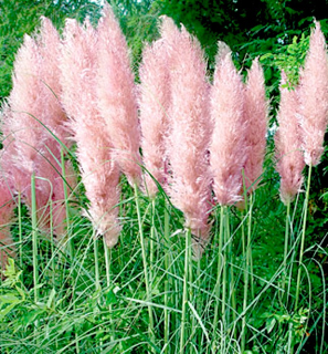 Kortaderie růžová (Pampová tráva) - Cortaderia ´PINK FEATHER´ (kont. 2 litry)   