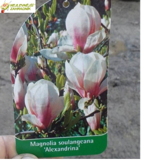Šácholan Soulangeův  - Magnolia soulangeana (kont. 2 litry)