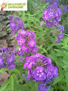 Plamenka latnatá ´LAURA´- Phlox paniculata (kont. 9x9 cm)