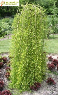 Čimišník - Caragana arborescens ´WALKER´(kmínek 120 cm,kont. 7,5 litrů)