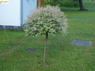 Japonská vrba - Salix integra´HAKURO NISHIKI (kmínek 100cm,kont. 5 litrů)