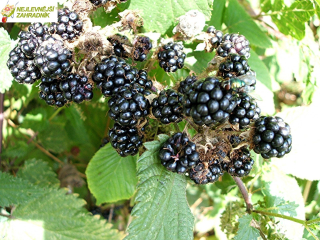 Ostružina beztrná (velmi velký plod)  - Rubus fruticosus 'ČAČANSKÁ BEZTRNÁ' (kont. 2 litry)