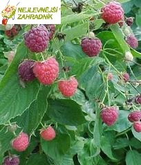 Malina zahradní (stáleplodící) - Rubus idaeus 'HERMITAGE´(kont. 1,5 litrů)