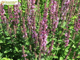 Šalvěj nádherná - Salvia x superba ´EDULA ROSE´ (kont. 9x9 cm)
