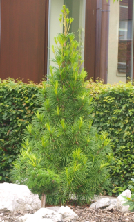 Pajehličnan - Sciadopitys verticillata (kont. 2 litry)