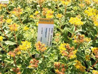 Rozchodník - Sedum kamtschatikum 'VARIEGATUM' (kont. 9x9 cm)