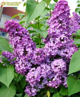Šeřík obecný fialkový, plnokvětý - Syringa vulgaris ´CHARLES JOLY´ (kont. 2 litry)