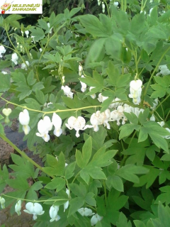 Srdcovka zahradní  - Dicentra spectabilis ´ALBA´ (kont. 2 litry) 