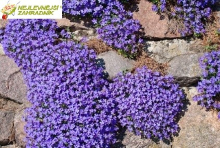 Tařička zahradní - Aubrieta x hybrida 'AUDREY BLUE '