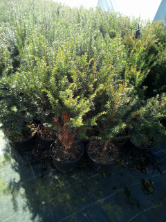 Tis prostřední (výška 20-30 cm) - Taxus baccata (kont. 2 litry)