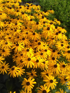 Třapatka zářivá - Rudbeckia fulgida 'GOLDSTURM' (kont. 9x9 cm)