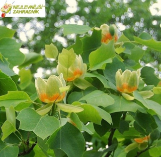 Tulipánovník (výška 100 -120cm) - Liriodendron tulipifera (kont. 3 litry)