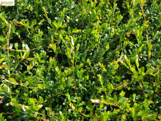 Americká brusinka (klikva) - Vaccinium macrocarpon 'BIG PEARL'  (kont. 9x9 cm)